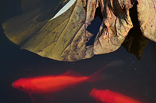 红鲤鱼