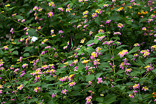 蝴蝶与花,五色梅