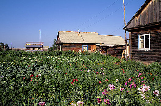 俄罗斯,西伯利亚,河,花,菜园