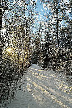 白雪覆盖的,小路穿过森林,阳光透过树,在冬季,穆斯,自然保护区,符腾堡,德国