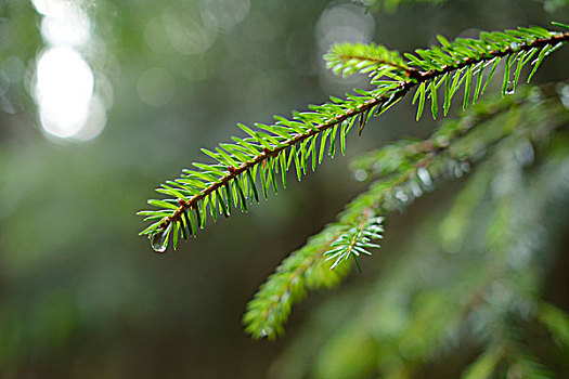 水滴,挪威针杉,欧洲云杉,枝条,普拉蒂纳特,巴伐利亚,德国