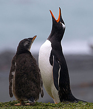 巴布亚企鹅,幼禽,麦夸里岛,南大洋