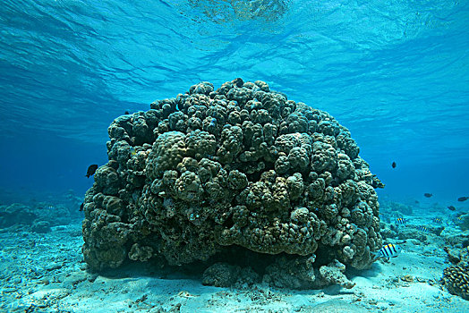巨大,珊瑚,印度洋,马尔代夫,亚洲