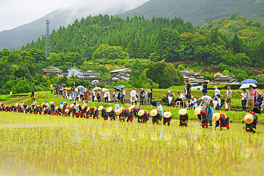 种植,节日,宫崎,日本