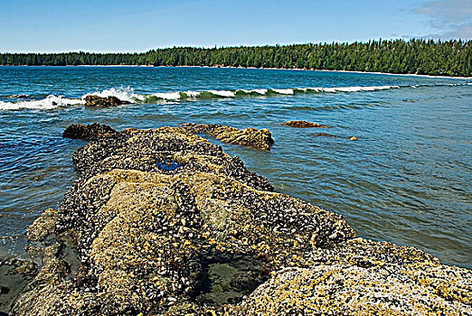 退潮,石头,湾,环太平洋国家公园,温哥华岛,不列颠哥伦比亚省,加拿大