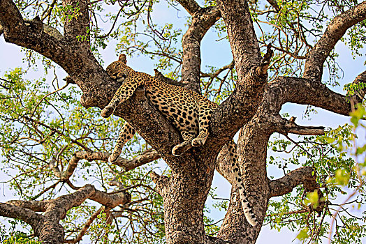 豹,成年,休息,树,沙子,禁猎区,克鲁格国家公园,南非,非洲