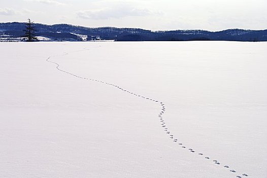轨迹,动物,雪原