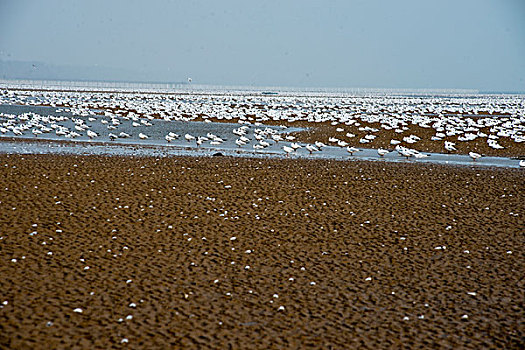 沙滩海鸥群