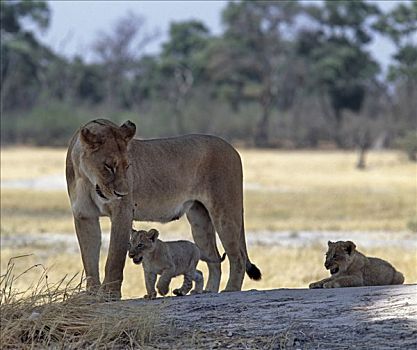 雌狮,玩,遮蔽,莫瑞米,野生动植物保护区,岛屿,自然保护区,非洲,地方特色,非洲人,防护,不同,生态系统,中心