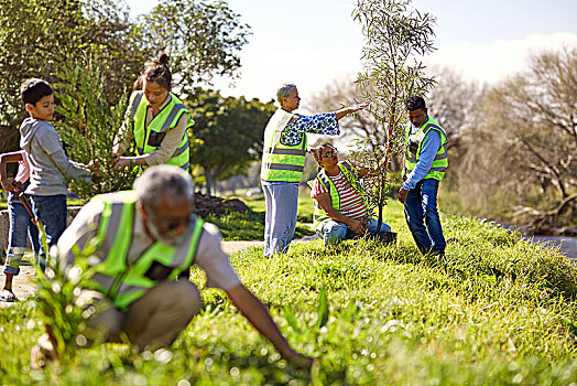 志愿者,种植,树,晴朗,公园
