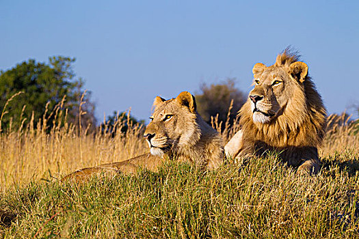 非洲狮,雌狮,狮子,卧,草丛,一起,远眺,奥卡万戈三角洲,博茨瓦纳,非洲