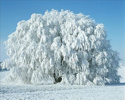 积雪,树