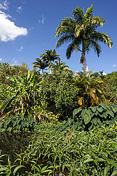 热带,植被,香蕉,棕榈树,自然保护区,团聚,非洲