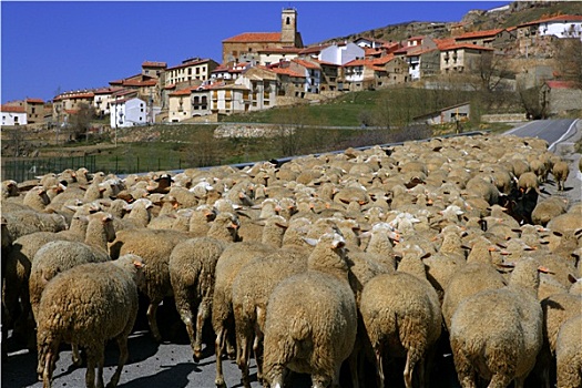 羊羔,牧群,绵羊,成群,西班牙人,乡村