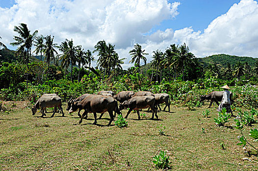 牧群,水牛,龙目岛,岛屿,印度尼西亚,东南亚