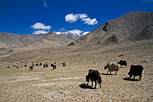 牦牛,放牧,高海拔,草场,靠近,盐湖,印度,喜马拉雅山,北印度,亚洲