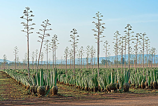 龙舌兰,种植园,肯尼亚,非洲
