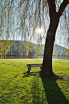 垂柳,长椅,太阳,春天,施佩萨特,巴伐利亚,德国