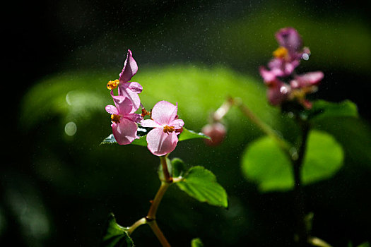 雨中娇花