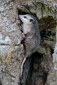 弗吉尼亚,负鼠,小动物,寻找,蔽护,树上,树干,松树,明尼苏达,美国,北美