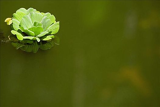 特写,花,水面,夏威夷热带植物园,夏威夷,美国