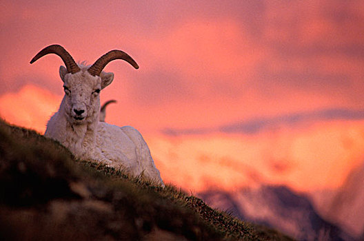 美国,阿拉斯加,德纳里峰国家公园,绵羊,白大角羊,休息,斜坡,晚间,高山辉,多彩