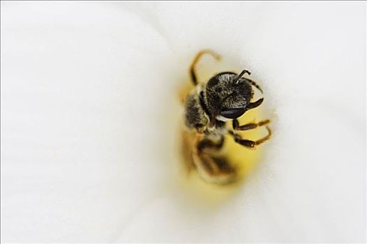 特写,蜜蜂,花