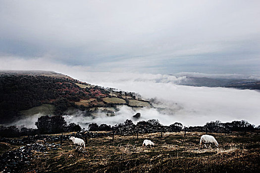 绵羊,土地,威尔士,英国