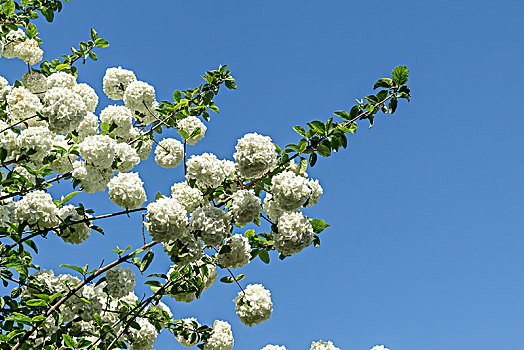 古建筑,屋檐,天空,花