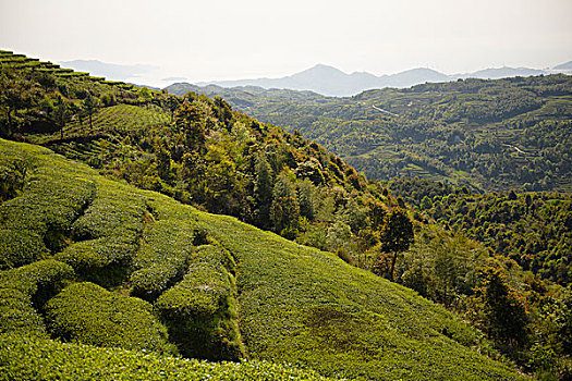 福建福鼎梯田茶园