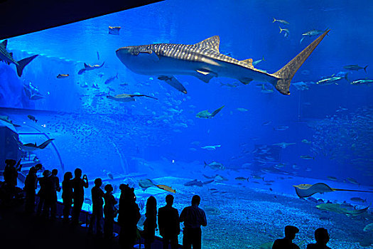 巨大,鲸鲨,矮小,剪影,水族箱,冲绳,日本
