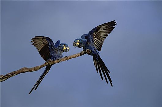 紫蓝金刚鹦鹉,一对,栖息,潘塔纳尔,巴西