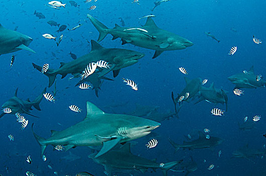 鲨鱼,长鳍真鲨,商业,泻湖,维提岛,斐济