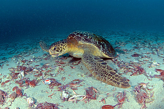 绿海龟,龟类,吃,游泳,螃蟹,死,岛屿,哥斯达黎加,中美洲