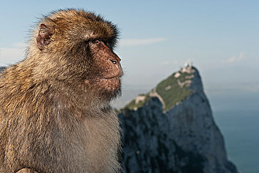 叟猴,看,远景,直布罗陀,英国