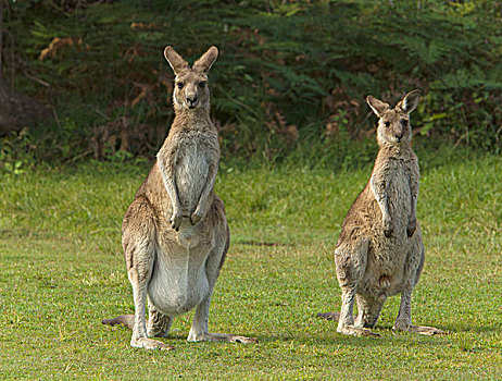大灰袋鼠,灰袋鼠,女性,一个,幼兽,隐藏,站立,国家公园,新南威尔士,澳大利亚