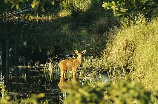 幼兽,麋鹿,站在水中