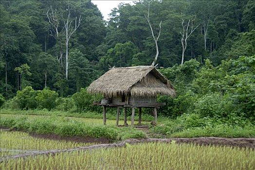 小屋,后面,稻田,正面,丛林,靠近,禁止,种族,保护区,省,老挝,东南亚