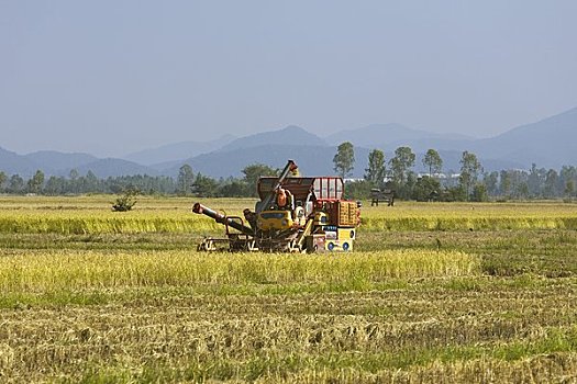 稻米,丰收,清莱,省,北方,泰国