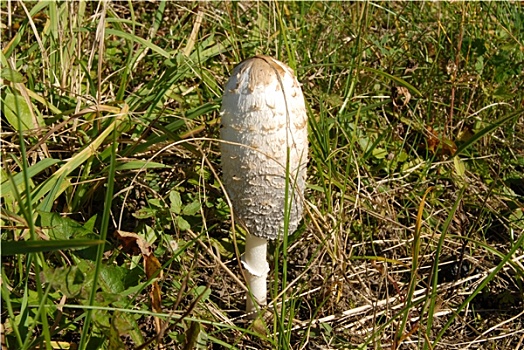 白蘑菇,鸡腿菇