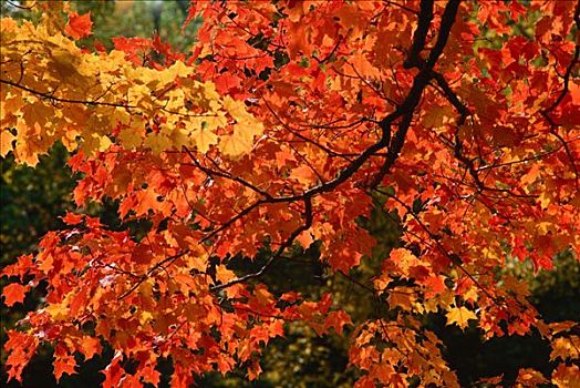 秋叶,树上,河,新布兰斯维克,加拿大