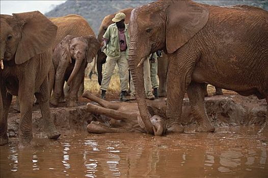非洲象,孤儿,沐浴,东察沃国家公园,肯尼亚