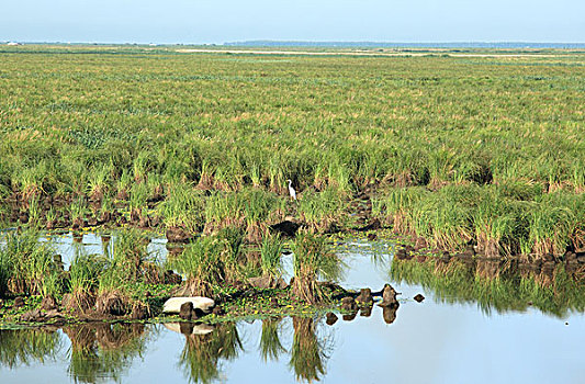 沼泽性湿地