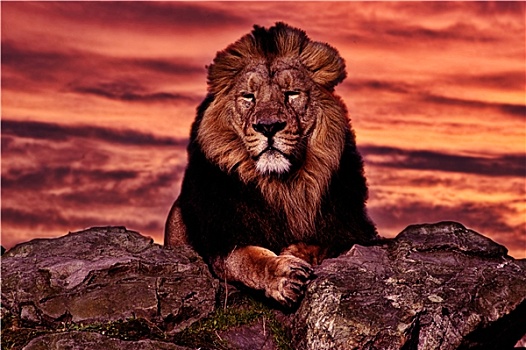 日落,狮子
