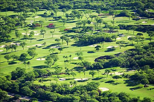 夏威夷,毛伊岛,俯视,黄金,翠绿色,高尔夫球场