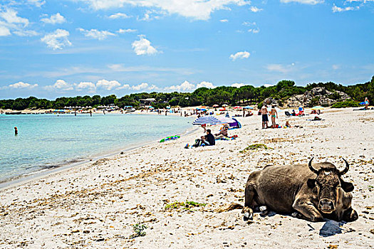 母牛,躺着,海滩,博尼法乔,维基奥港,科西嘉岛,法国