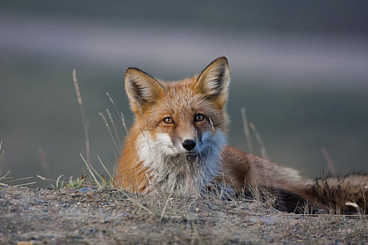 肖像,红狐,休息,靠近,多彩,德纳里峰国家公园,室内,阿拉斯加,秋天