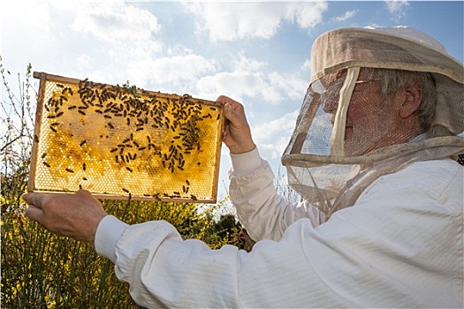 养蜂人,蜂窝,蜂巢,太阳