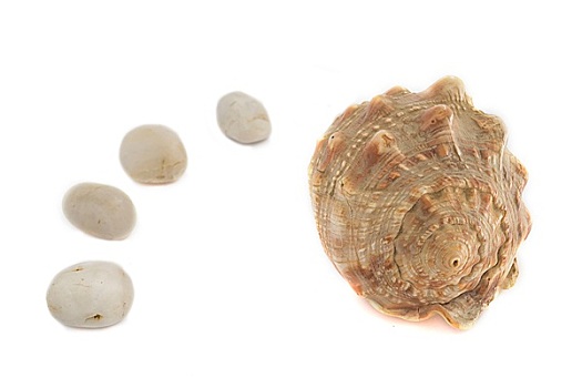 壳,鹅卵石,白色背景