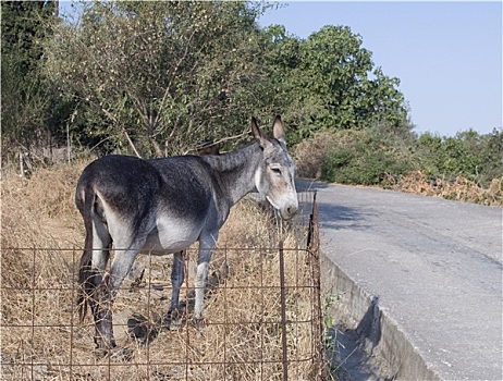 驴,后面,铁丝栅栏,希腊